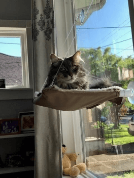 powell cat