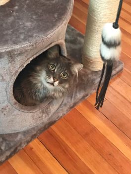 powell cat