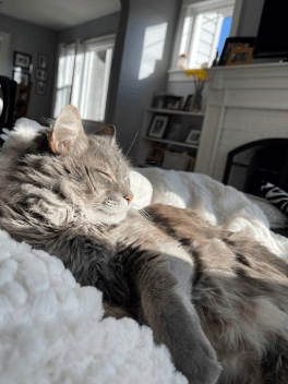 powell cat